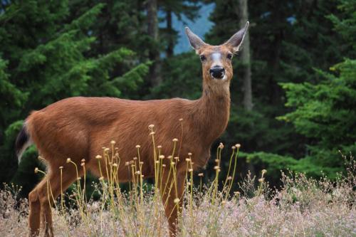 Olympic National Park